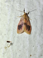 Miltochrista arcuata
