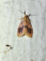 Miltochrista arcuata