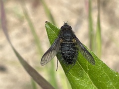 Conophorus