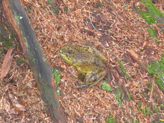 Lithobates septentrionalis