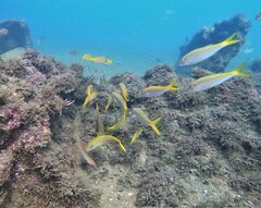 Mulloidichthys dentatus