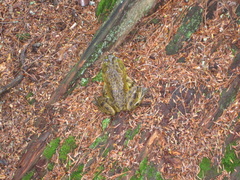 Lithobates septentrionalis