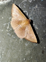 Striglina scitaria