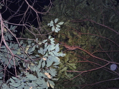 Paradoxurus musangus