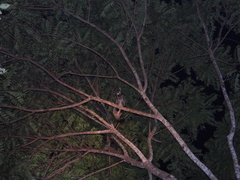 Paradoxurus musangus