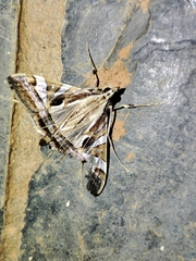Glyphodes stolalis