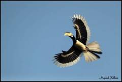 Anthracoceros coronatus