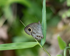 Ypthima baldus