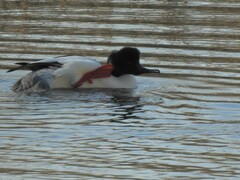 Mergus merganser