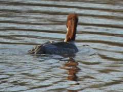 Mergus merganser