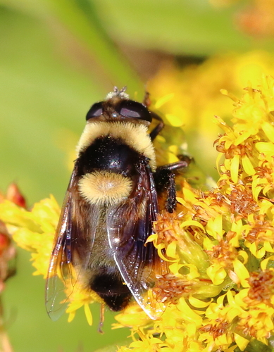 Orange-legged Drone Fly