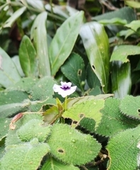 Torenia courtallensis