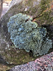Punctelia caseana