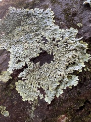 Punctelia caseana