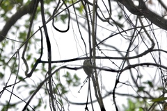 Picumnus innominatus