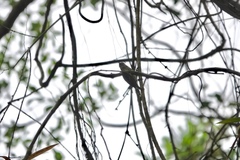 Picumnus innominatus