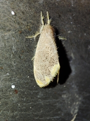 Orvasca subnotata