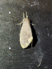 Orvasca subnotata