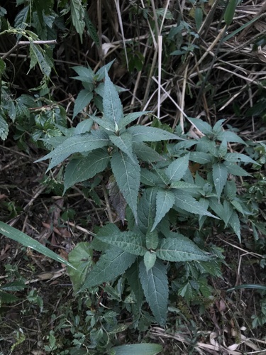 Eupatorium tripartitum iNat (2)