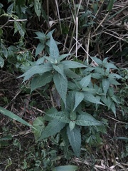 Eupatorium chinense tozanense