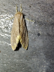 Orvasca subnotata