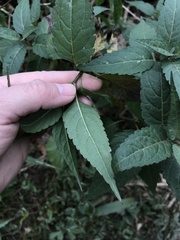 Eupatorium chinense tozanense