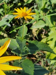 Heliopsis helianthoides
