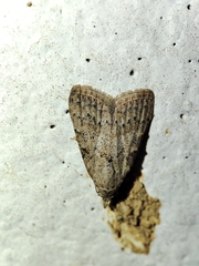 Pandesma
