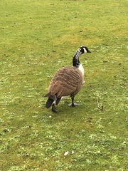 Branta canadensis