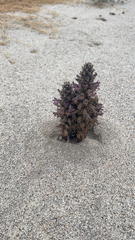 Aphyllon cooperi