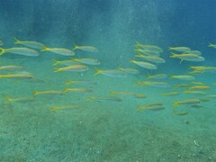 Mulloidichthys dentatus