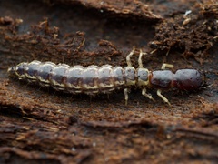 Raphidiidae