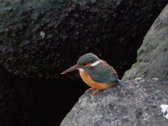 Alcedo atthis bengalensis