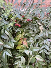 Nandina