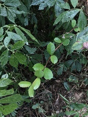 Hydrangea viburnoides