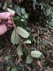 Hydrangea viburnoides