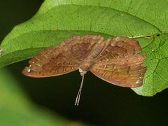 Voltinia umbra