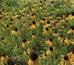 Echinacea paradoxa