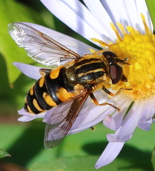 Helophilus obscurus