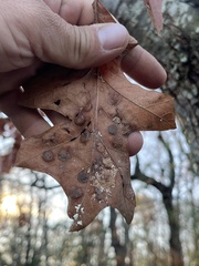 Taphrina caerulescens