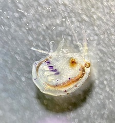Pontogeneia