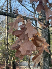 Taphrina caerulescens