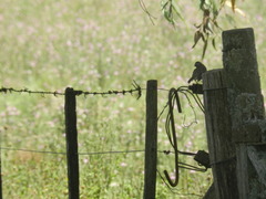 Zonotrichia capensis