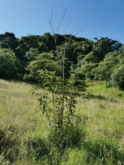 Baccharis latifolia