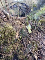 Narcissus triandrus