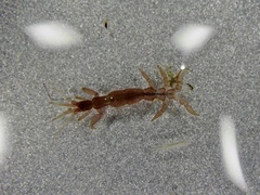 Caprella penantis
