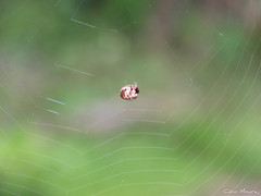 Hypognatha