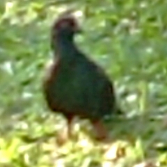 Columba livia domestica