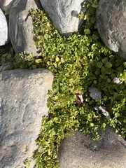 Lysimachia nummularia