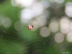 Hypognatha